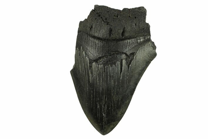 Partial Megalodon Tooth - Serrated Blade #295382